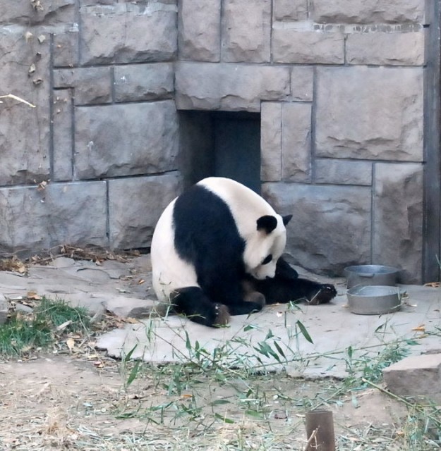 Giant_Panda_in_Beijing_Zoo
